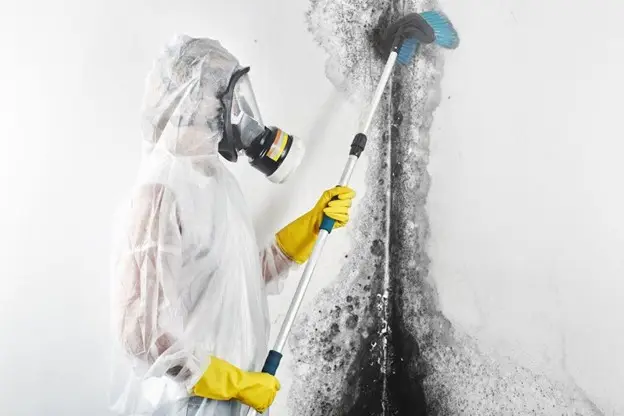 will mold stop growing