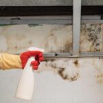will mold stop growing