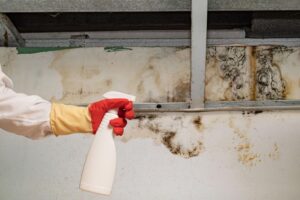 will mold stop growing
