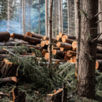 can tree removal be capitalized