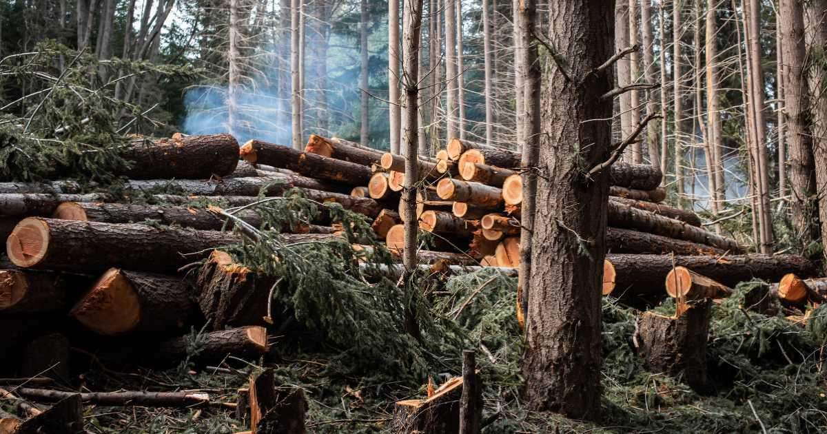 can tree removal be capitalized
