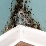 damp proofing