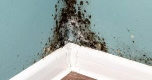 damp proofing