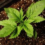 when cannabis plant is ready to harvest