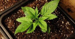 when cannabis plant is ready to harvest