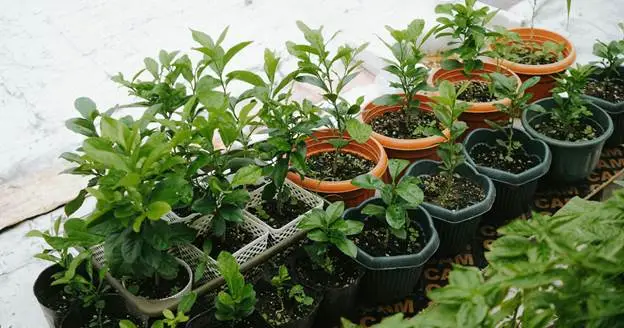 when cannabis plant is ready to harvest