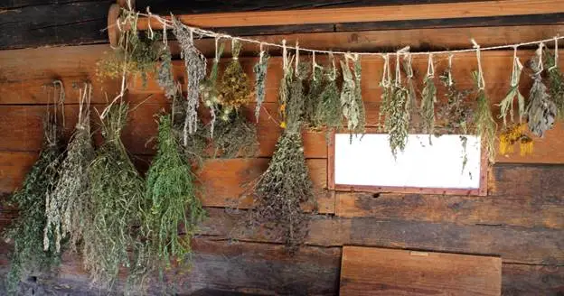 when cannabis plant is ready to harvest