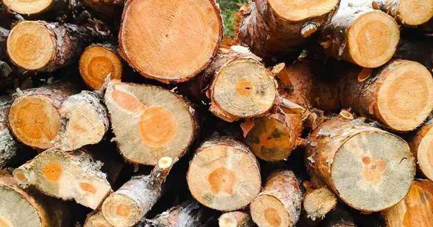 can tree removal be capitalized