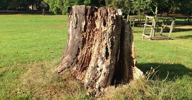 can tree removal be capitalized