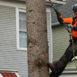 how to apply for tree removal