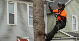how to apply for tree removal