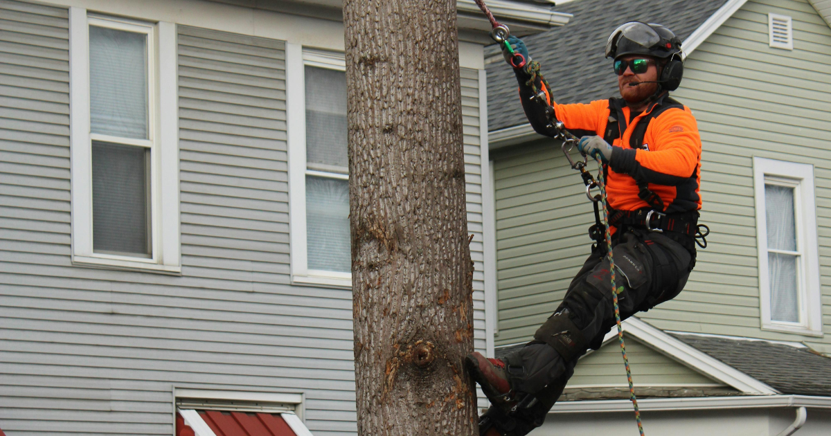how to apply for tree removal