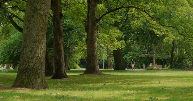 how to apply for tree removal